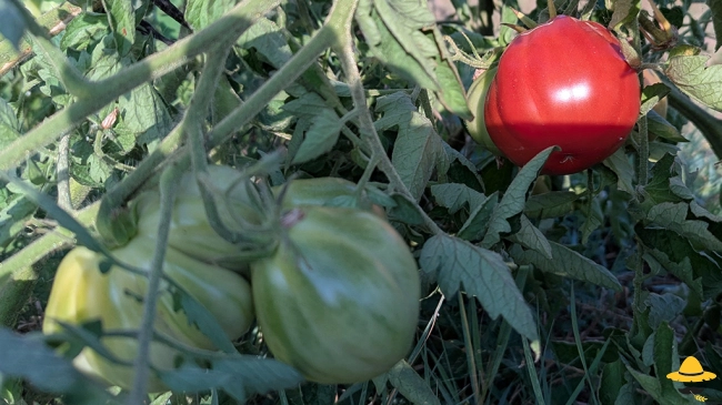 Tomate Liguria : culture, atouts et conseils au potager
