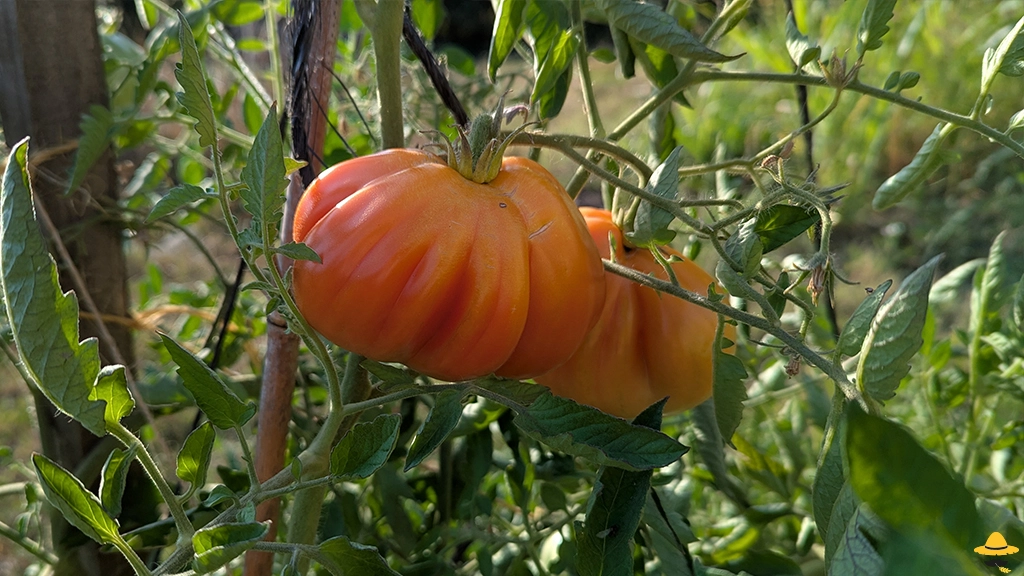 Tomate Liguria : culture, atouts et conseils au potager