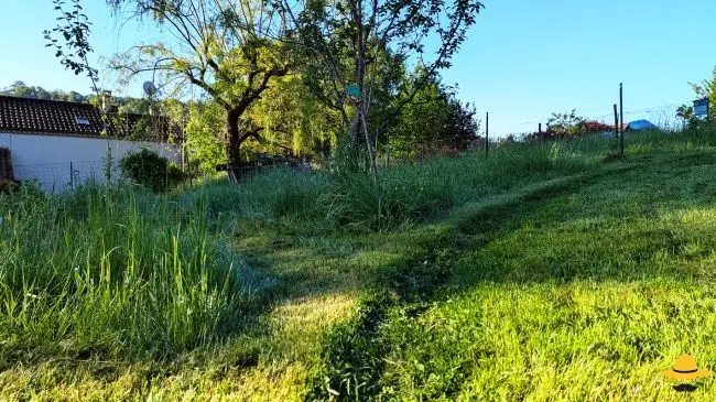 Guide pratique de la tonte différenciée : créez un refuge pour la nature et la biodiversité