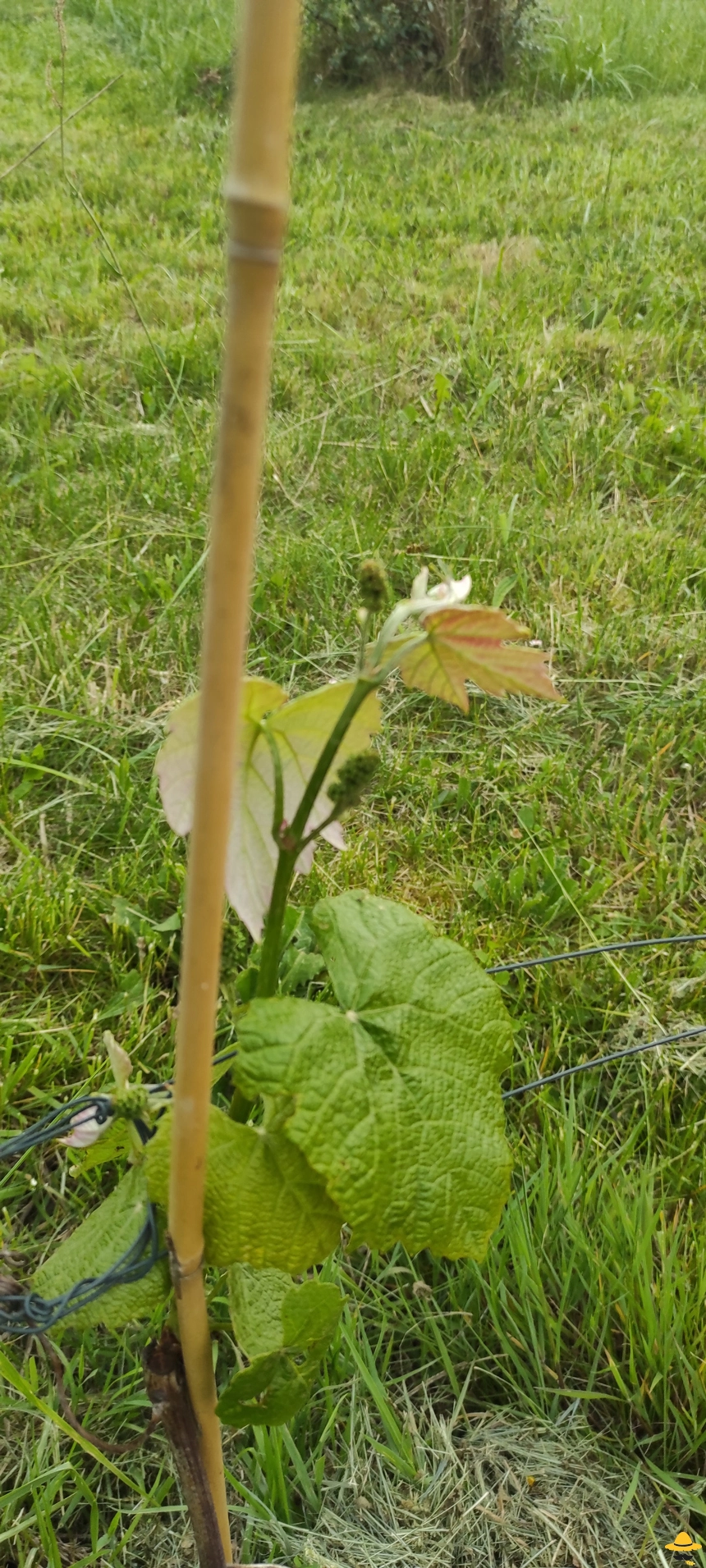 Comment réaliser des boutures de vigne ?